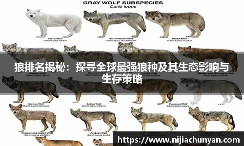 狼排名揭秘：探寻全球最强狼种及其生态影响与生存策略